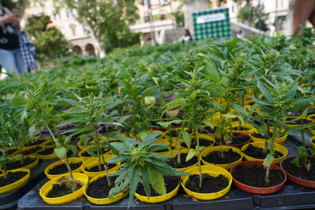 Cannabis, primo via libera alla coltivazione in casa fino a 4 piante