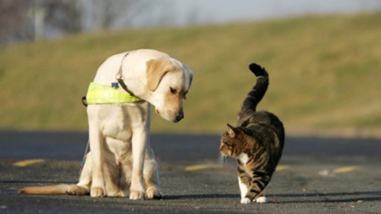 Cane e gatto