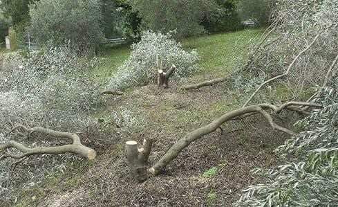 Alberi di ulivo tagliati a Nadore, solidarietà al proprietario, il sindacalista Franco Colletti