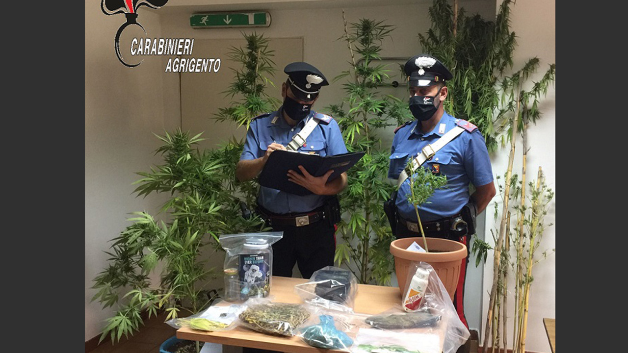 Cammarata, coltivava piante di cannabis: arrestato 27enne <font color=