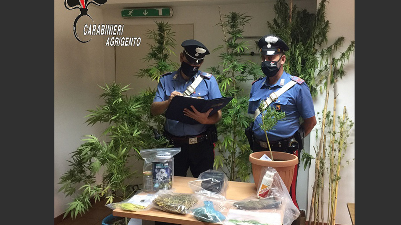 carabinieri AG cannabis piante