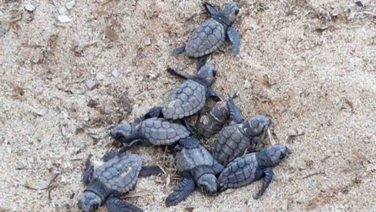 tartarughe nate