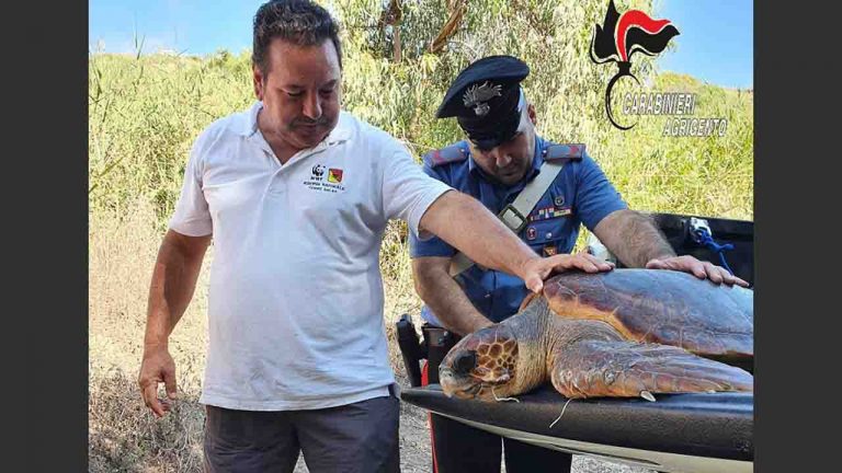 Carabinieri tartaruga salvata 1280x720