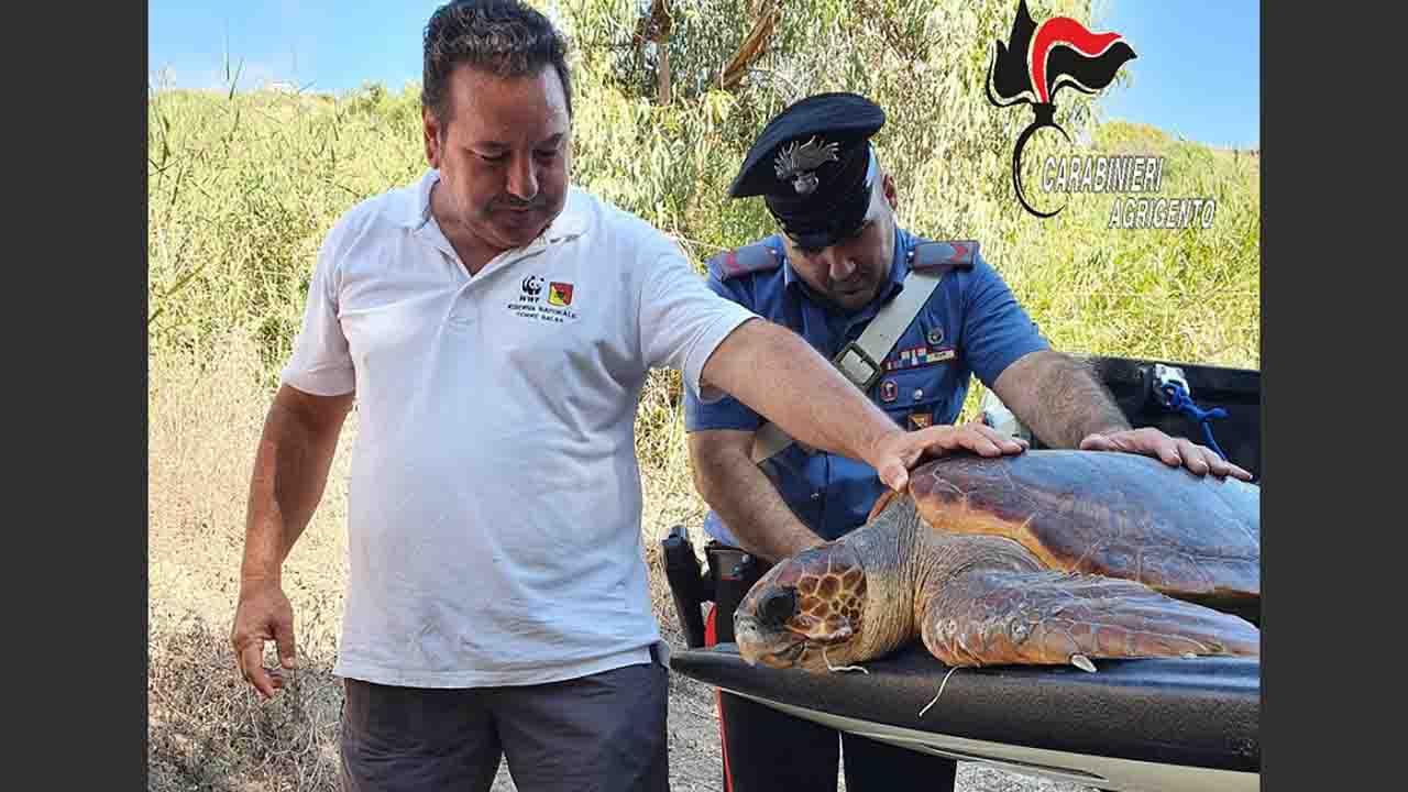 Carabinieri tartaruga salvata 1280x720