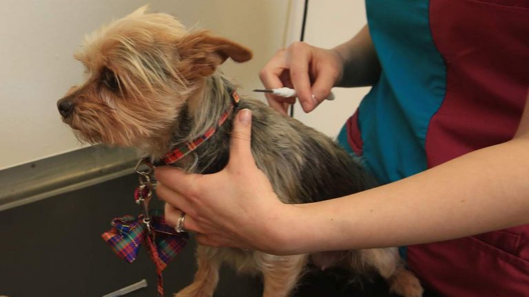 Microchip cani