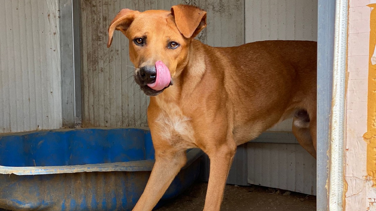 cani ciechi oasi ohana 2021