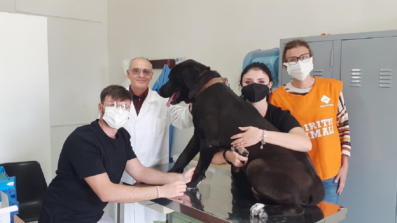 microchippatura cani LAV 2021