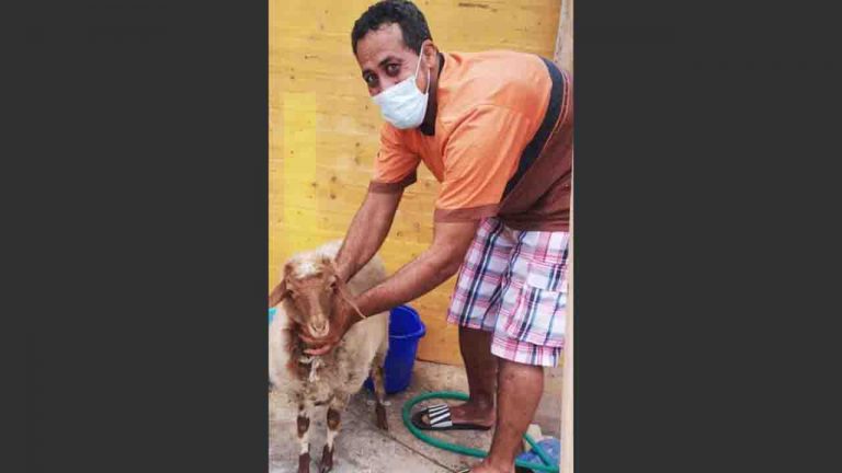 migrante Lampedusa con pecora