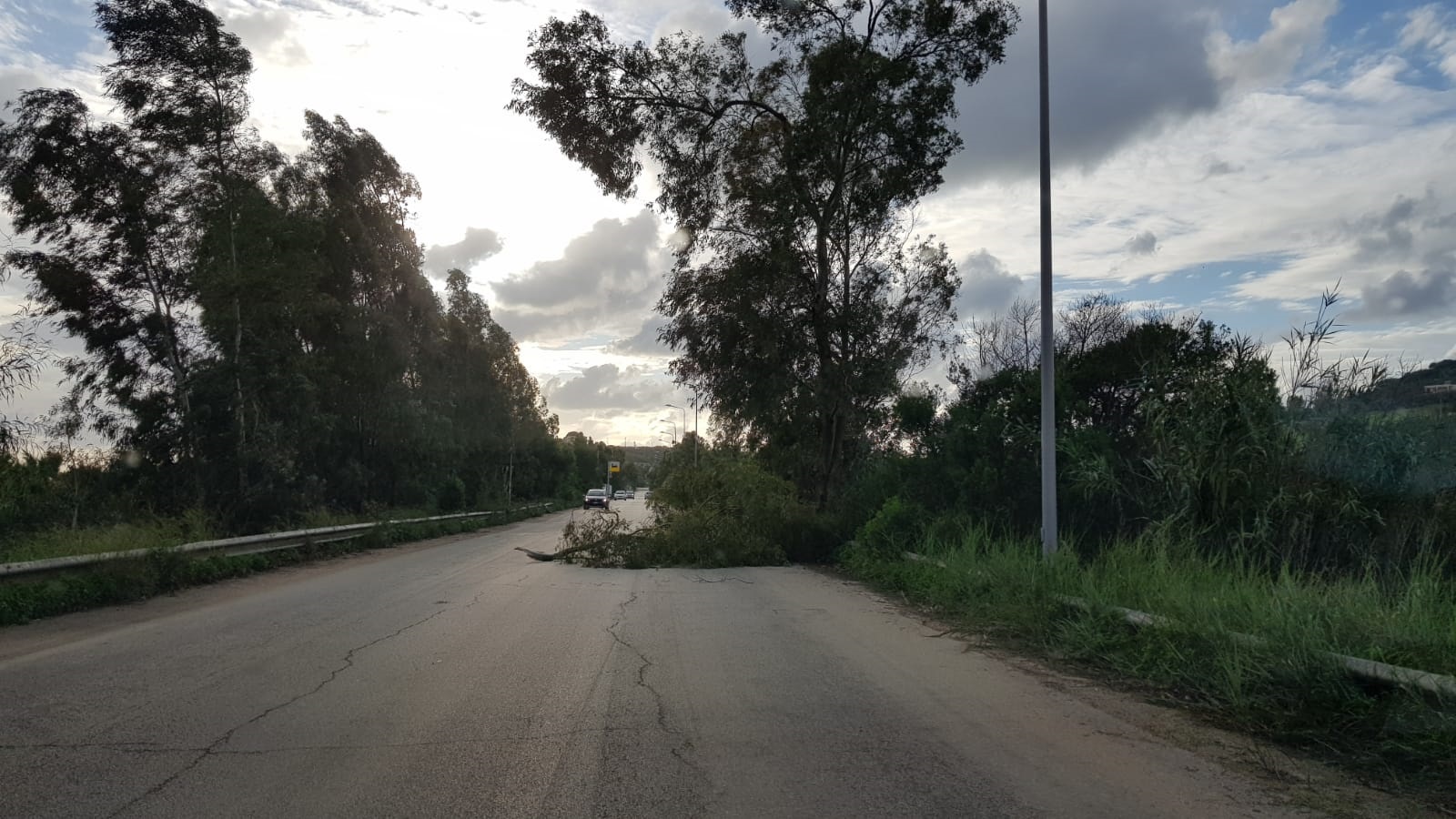 Alla circonvallazione continuano a cadere gli alberi sulla strada