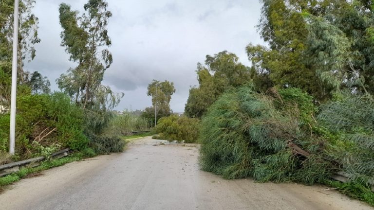 alberi foggia 2021