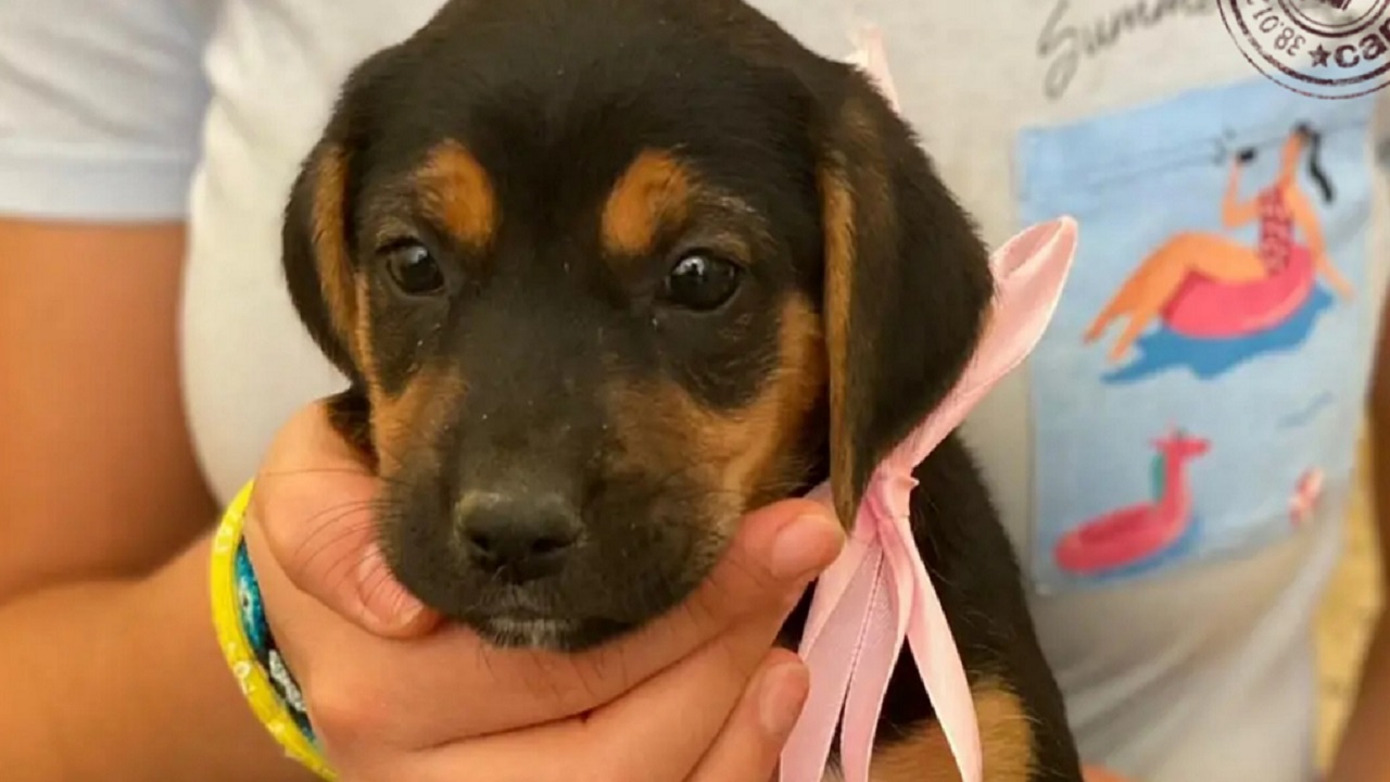 baileys striscia la notizia