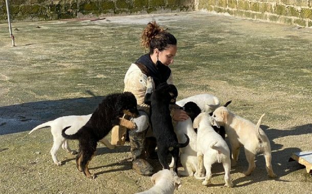 Ricompensa per chi fornisce notizie su avvelenamento di cani a Menfi