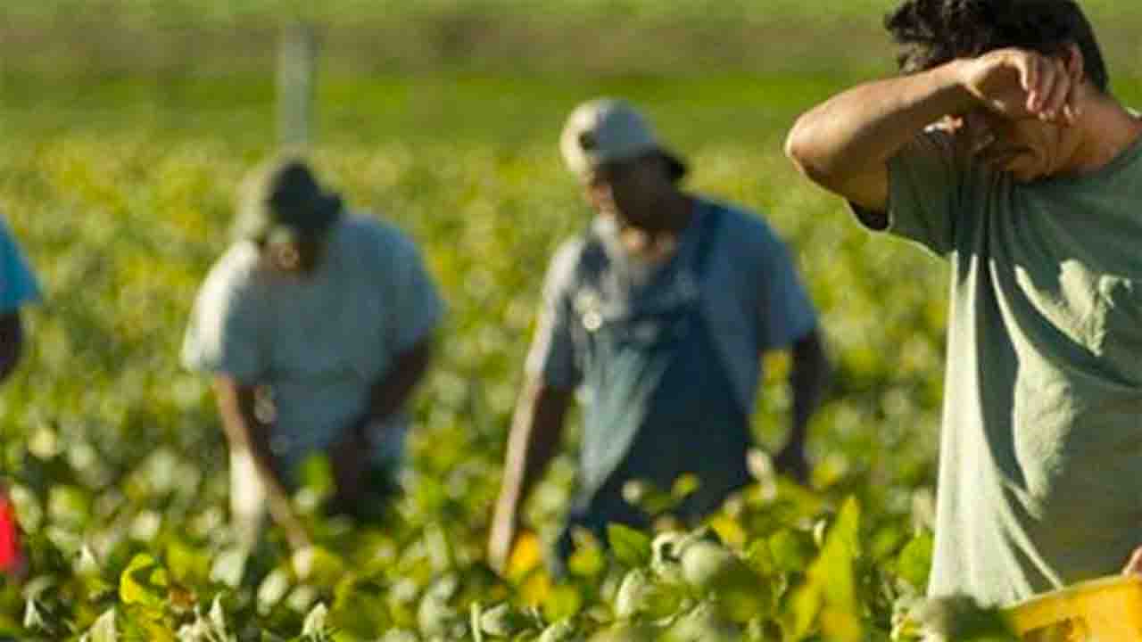 caporalato-ministero-del-lavoro