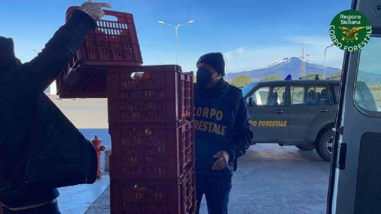 Arance sequestrate donate da Corpo forestale a Caritas