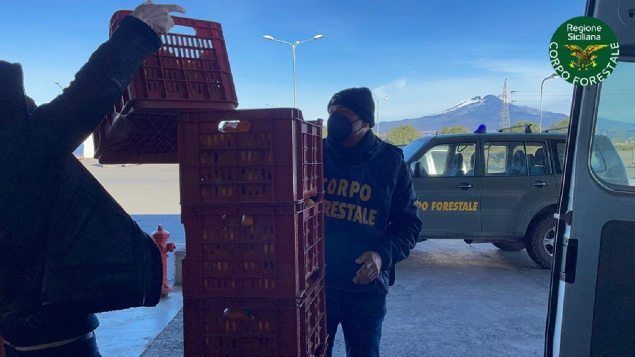 Arance sequestrate donate da Corpo forestale a Caritas