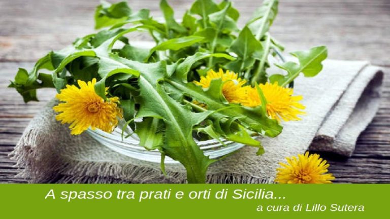 sigla sutera corriere