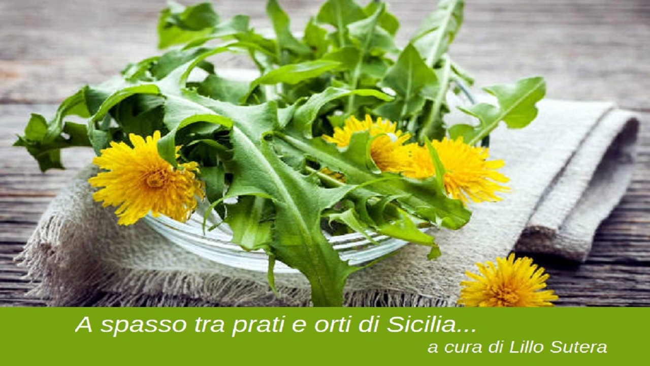 sigla sutera corriere