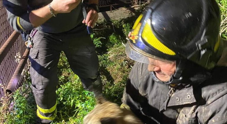 vigile del fuoco cane salvato menfi 2022