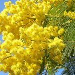 8marzo: Sicilia, la parità promessa e mai mantenuta