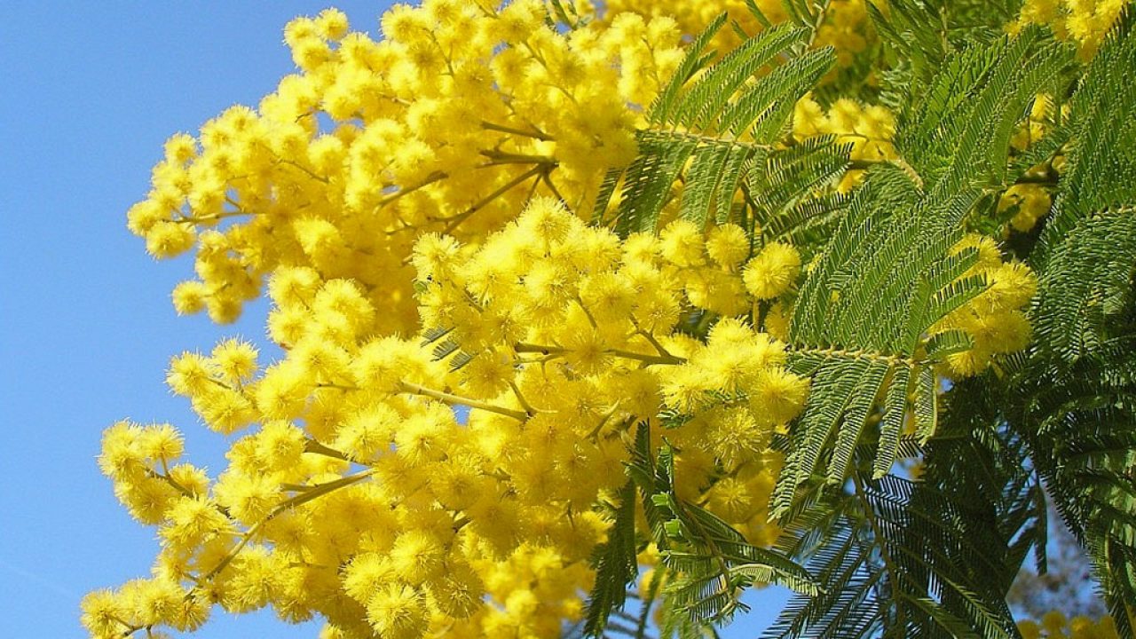 festa-della-donna-mimosa-8-marzo-1280x720