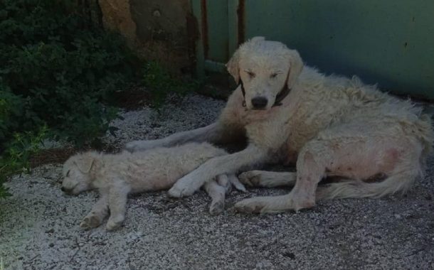 Salvati mamma e cucciolo abbandonati: stavano per morire abbracciati