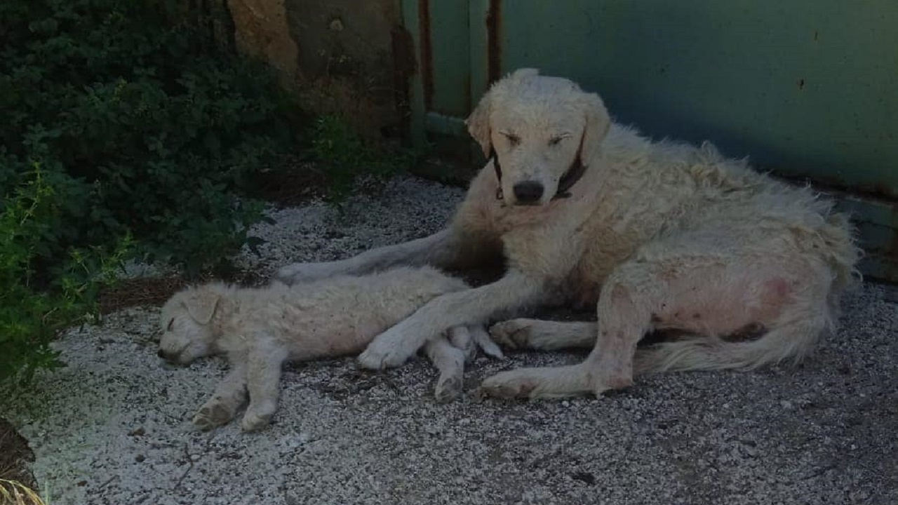 Salvati mamma e cucciolo abbandonati: stavano per morire abbracciati