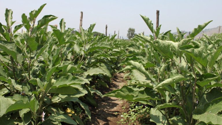 agricoltura campo melenzane