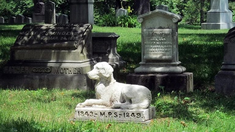 cimitero animali