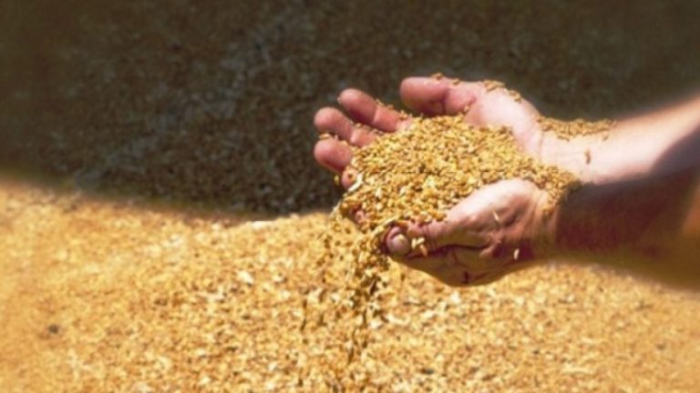 grano