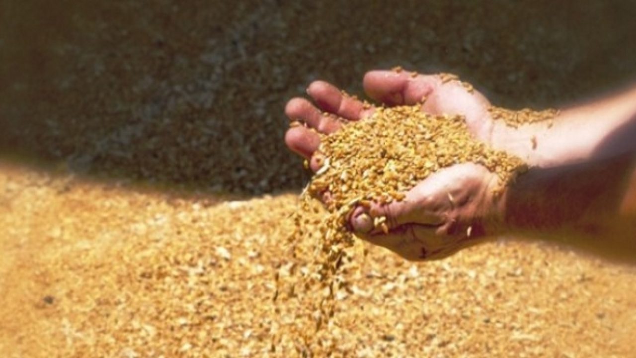 Sequestrate 105 tonnellate di grano duro in tutta Italia, in Sicilia anche ad Agrigento