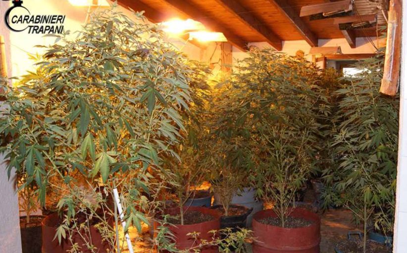 Pantelleria, serra di canapa indoor rinvenuta dai carabinieri: 2 arresti