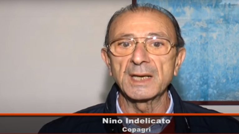 nino indelicato
