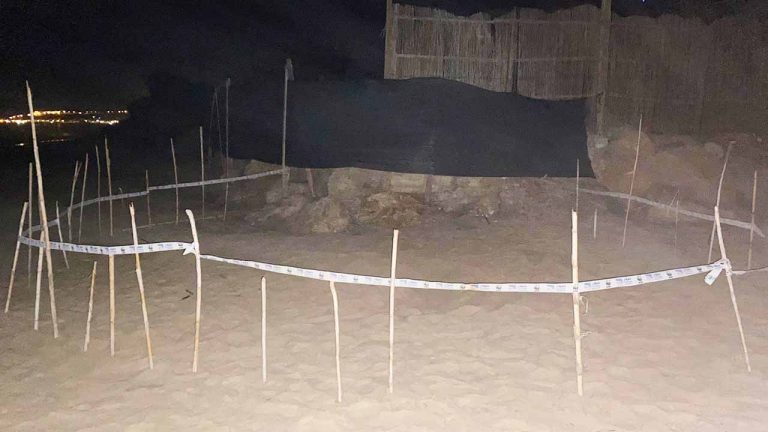 Caretta Caretta a Manefi lugl 2022