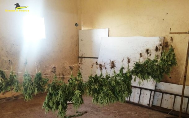 Mazara del Vallo, sequestrata una  piantagione di marijuana <font color=