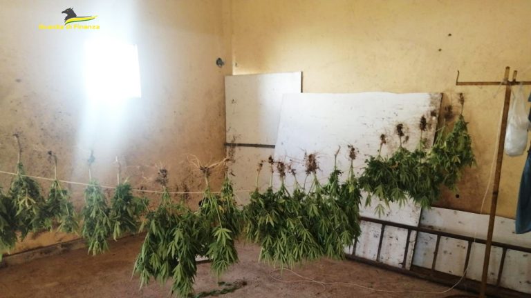 PIANTAGIONE DI MARIJUANA 1