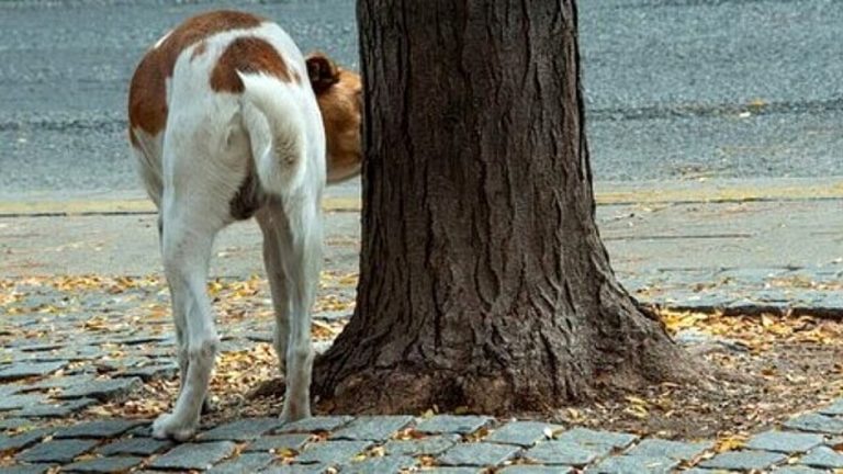 cane accanto ad albero