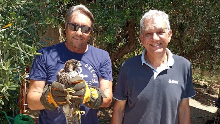 falco augello wwf 2022