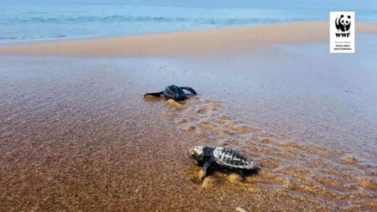 wwf tartarughe