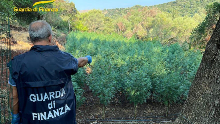 Guardia Finanza sequestro piantagione canapa indiana