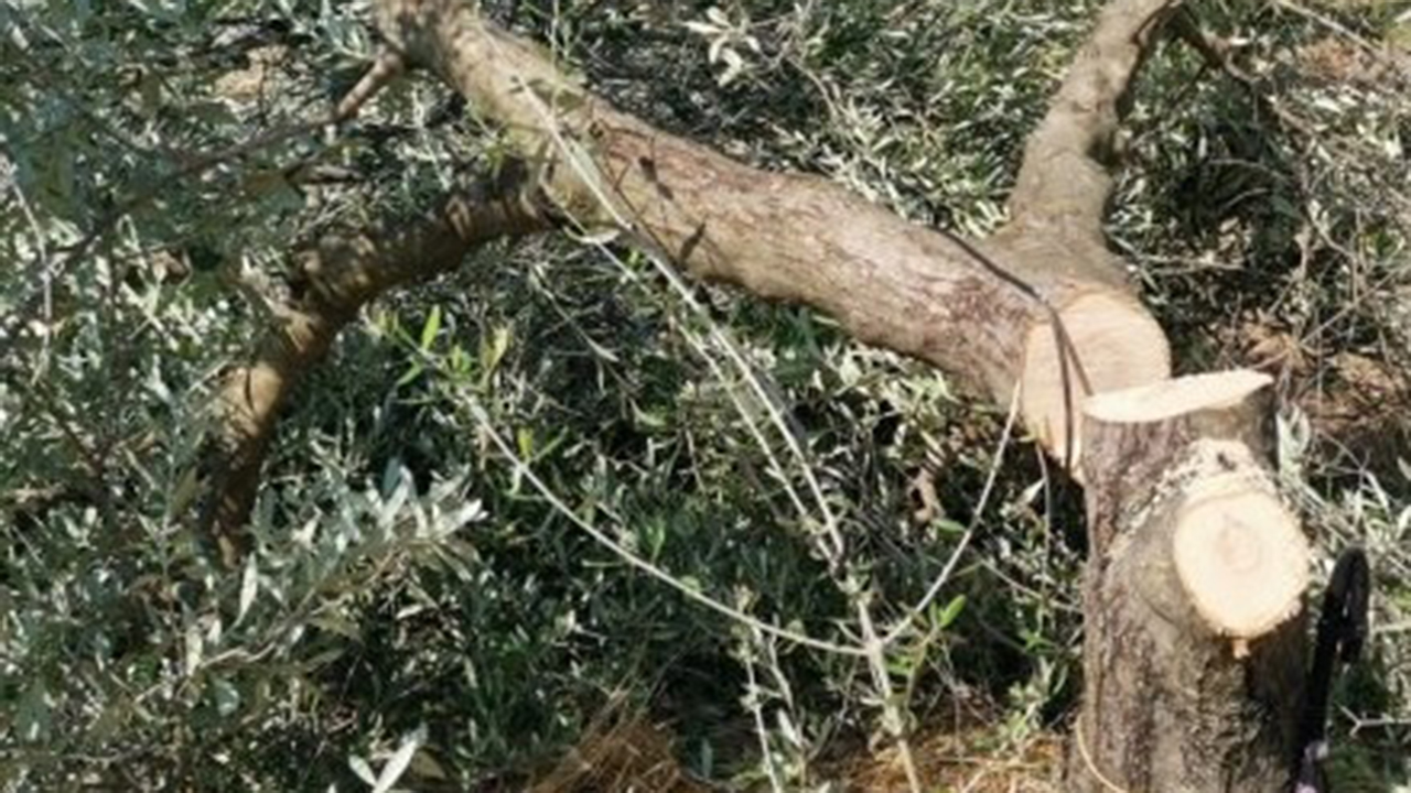 Burgio, recisi 100 ulivi ad agricoltore 67enne