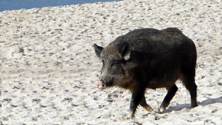 cinghiale spiaggia
