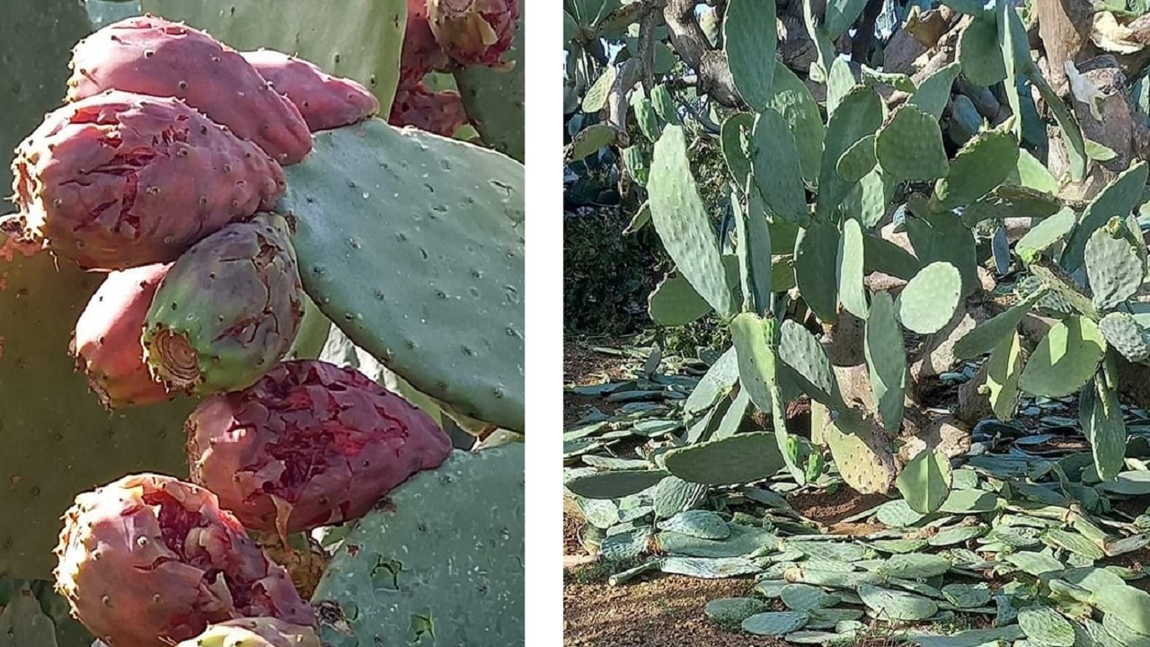 Maltempo, giunta comunale approva stato di calamità. Annullata Sagra Ficodindia <font color=