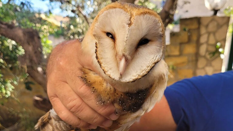 Barbagianni WWF Sciacca - 1280x720