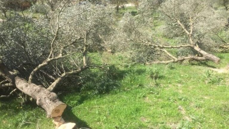 ulivi tagliati
