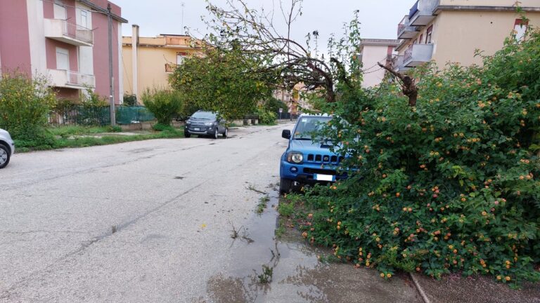 via quasimodo albero pericoloso home