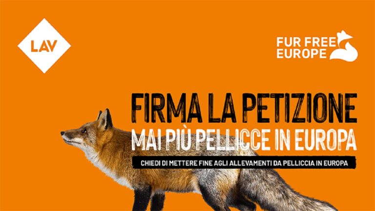 LAV NO PELLICCE PETIZIONE