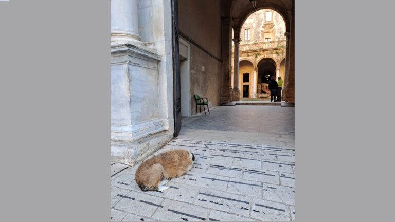 cane municipio 2022 home