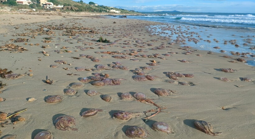 Cimitero di meduse sulla spiaggia di Porto Palo