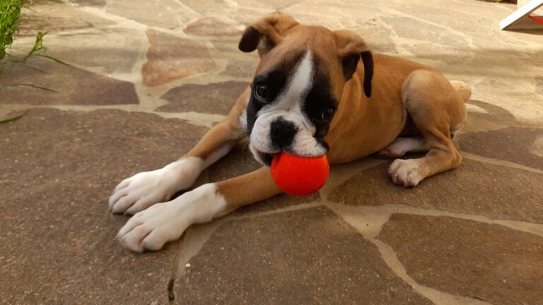cucciola boxer laV 2023