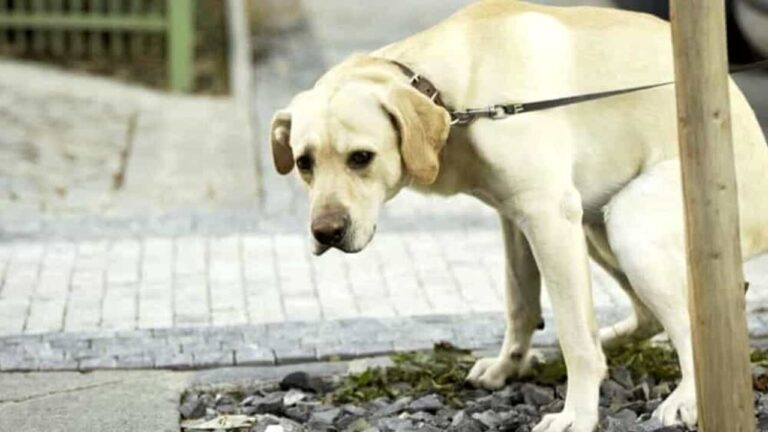 deiezioni canine-3